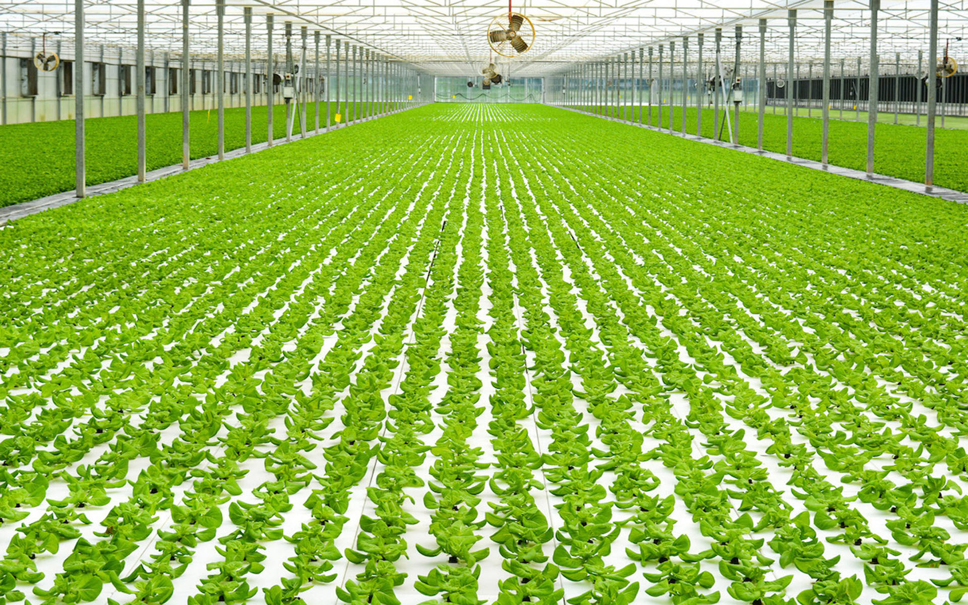 China Greenhouse Manufacturer New Silk Road Greenhouse