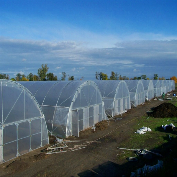 Single-Span Plastic Film Arch Solar Greenhouse with Hydroponics System for Tomato/Watermelon/Cabbage