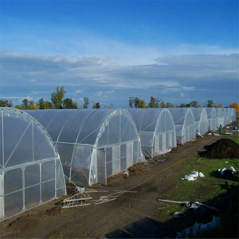 Single-Span Plastic Film Arch Solar Greenhouse with Hydroponics System for Tomato/Watermelon/Cabbage