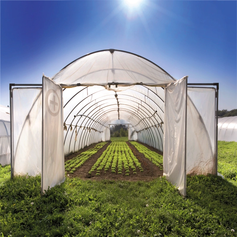 Single Span Tunnel Solar Greenhouse for Vegetables Growing