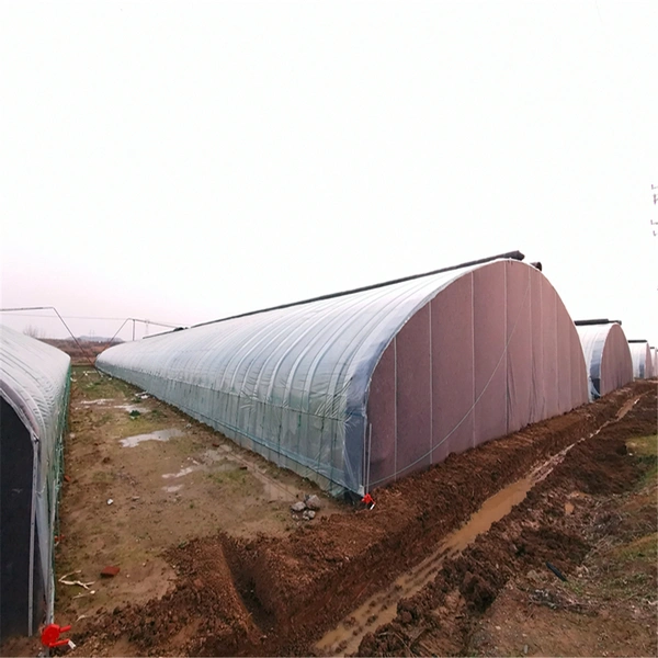 Professional Film Covered Environmental Friendly Solar Green House with Quilt and Earthen Back Wall for Anti-Season Vegetable/Flower Cultivation