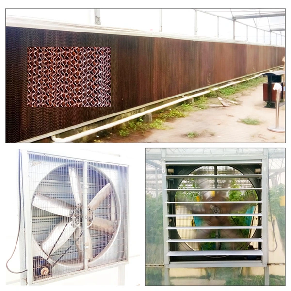 Cooling Pad and Fan Cooling Systems for Greenhouse Project