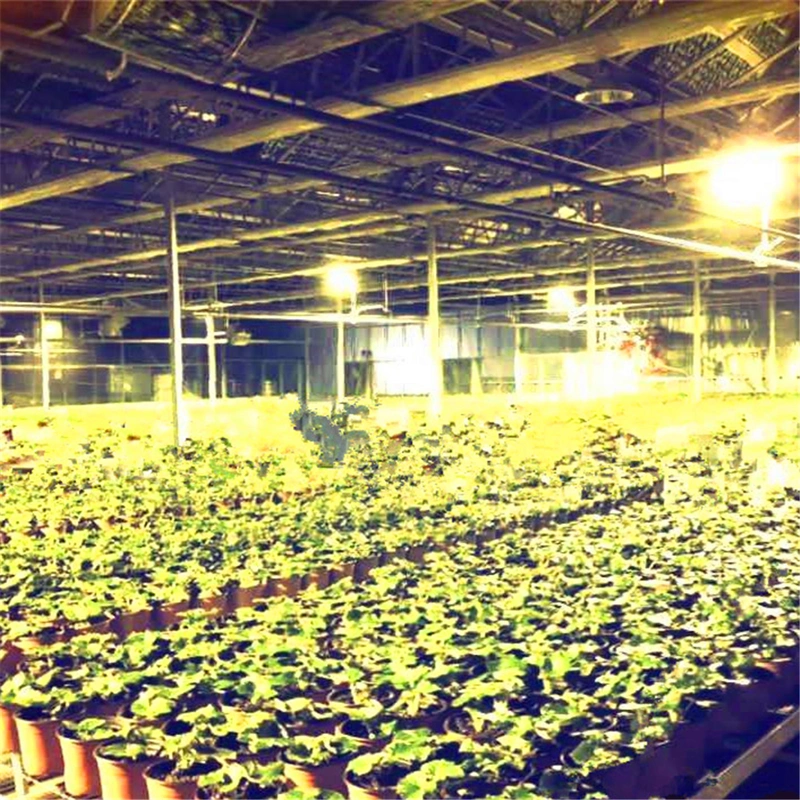 Waterproof LED Grow Light/Lighting System for Agriculture Greenhouse Growing Salad