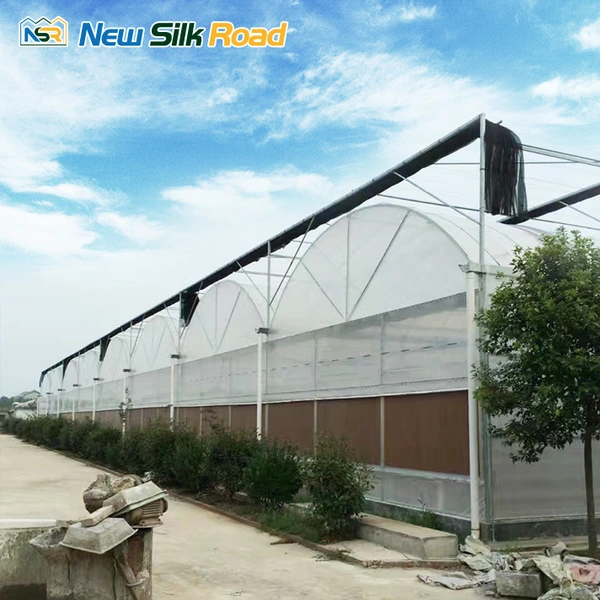 Agricultural Multi Span Plastic Film Greenhouse With Hydroponics Growing System 