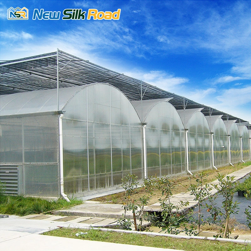 Agricultural Multi Span Plastic Film Greenhouse With Hydroponics Growing System 