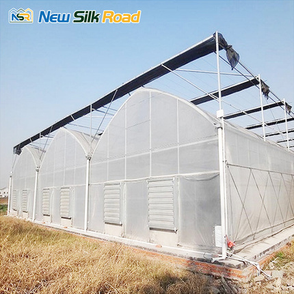 Gothic Multi-Span Film Greenhouse for Vegetable Production