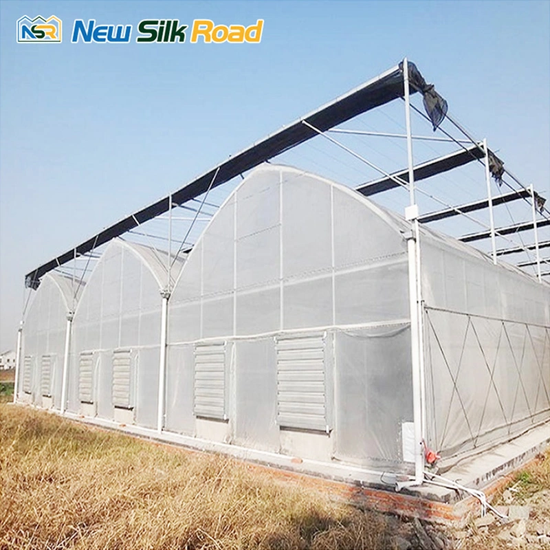 Gothic Multi-Span Film Greenhouse for Vegetable Production | NSR Greenhouse