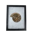 Riker Mount Case for Gems, Fossils & Collectibles | YiYang