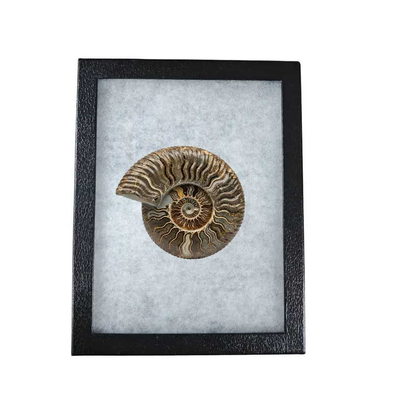 Riker Mount Case for Gems, Fossils & Collectibles | YiYang